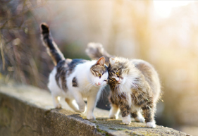 Animal Hospital near La Canada