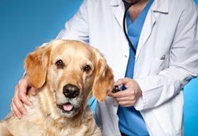 Learn More About Our Own Dr. Sahi at Altadena Pet Hospital