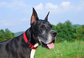 Ear Cropping For Dogs at Altadena Pet Hospital