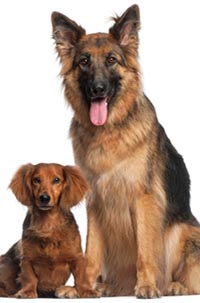 Veterinary Orthopedic Surgery is Available at Altadena Pet Hospital