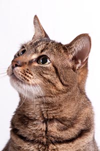 Many Payment Plans Are Accepted at Altadena Pet Hospital
