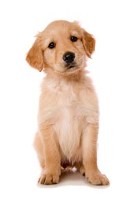 Pet Behavior Counseling With The Staff of Altadena Pet Hospital
