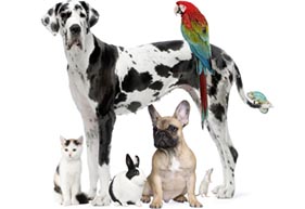 Learn More About Our Pet Care Technicians at Altadena Pet Hospital