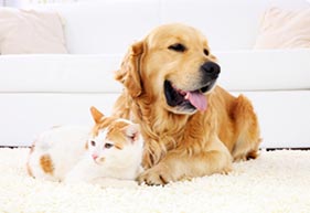 Your Pet Can Experience Pain Management With The Staff of Altadena Pet Hospital