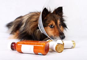 Pet Prescription Refills at Altadena Pet Hospital