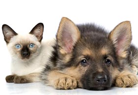 Spay Dog Pasadena | Spay Cat Altadena | Spay or Neuter Your Pet at Altadena Pet Hospital