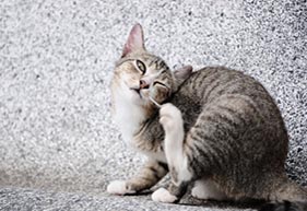 Pet Skin Care at Altadena Pet Hospital