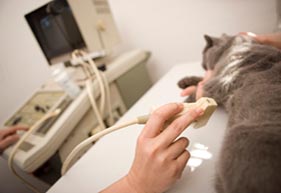 Santa Clarita pet X-rays | Pet X-Rays in Santa Clarita Radiography & Ultrasound Services Available at Altadena Pet Hospital
