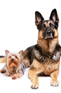 Internal Medicine For Pets is Available With The Staff of Altadena Pet Hospital