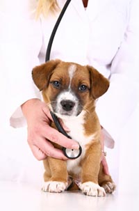 Veterinary Services For Your Cat, Dog & Exotic Pets at Altadena Pet Hospital